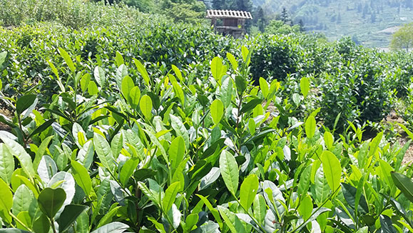 【打鼓嶺綠(lǜ)優生态農業】告訴你茶葉種植知識